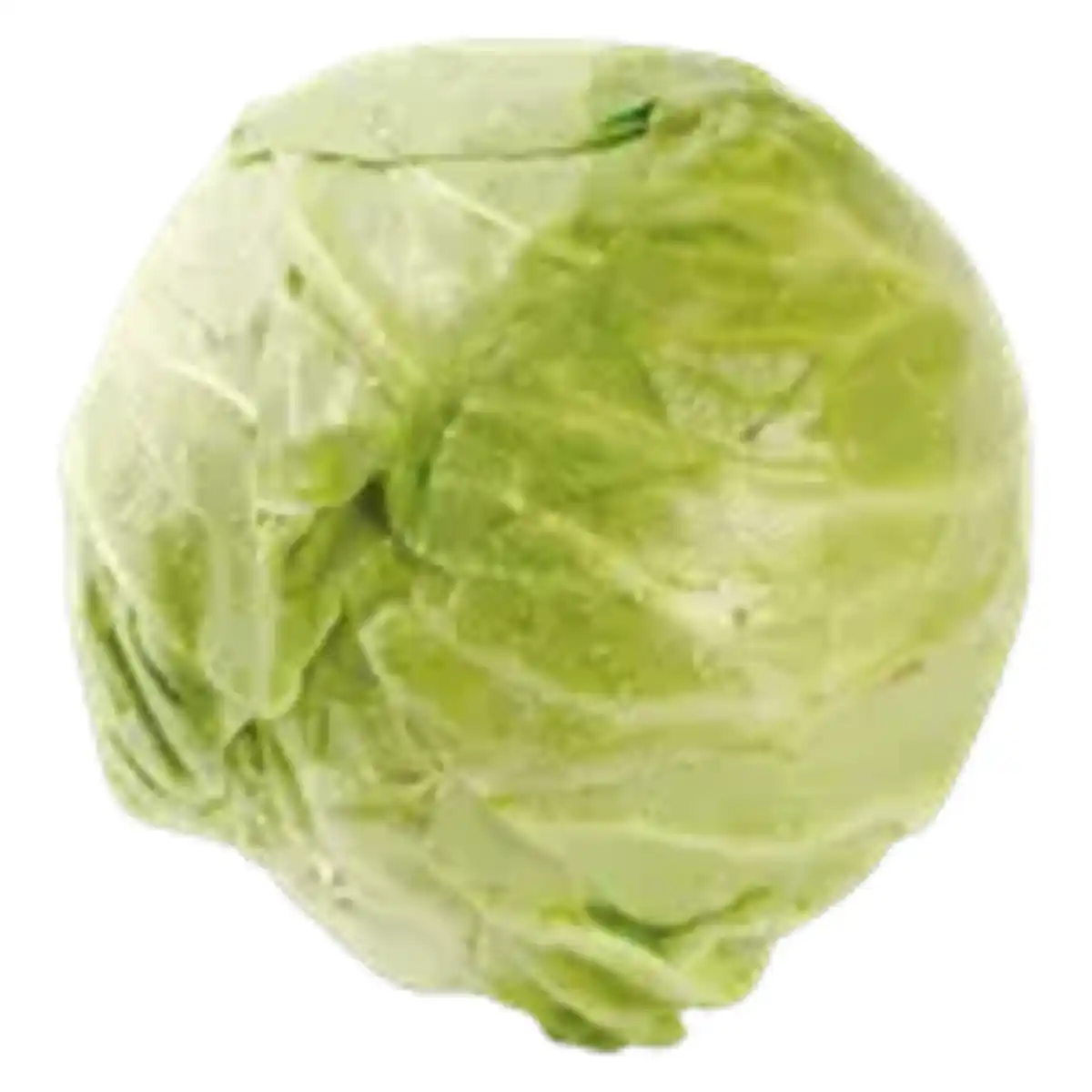 Bild 1 von Deutscher Weißkohl