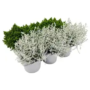 GARDENLINE Herbstmix 6er-Tray