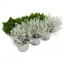 Bild 1 von GARDENLINE Herbstmix 6er-Tray