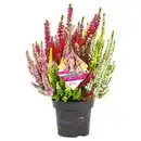 Bild 1 von GARDENLINE Calluna Beauty Ladies® High Five®