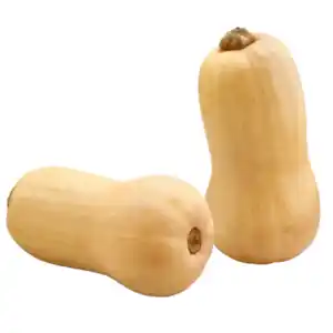 Kürbis Butternut