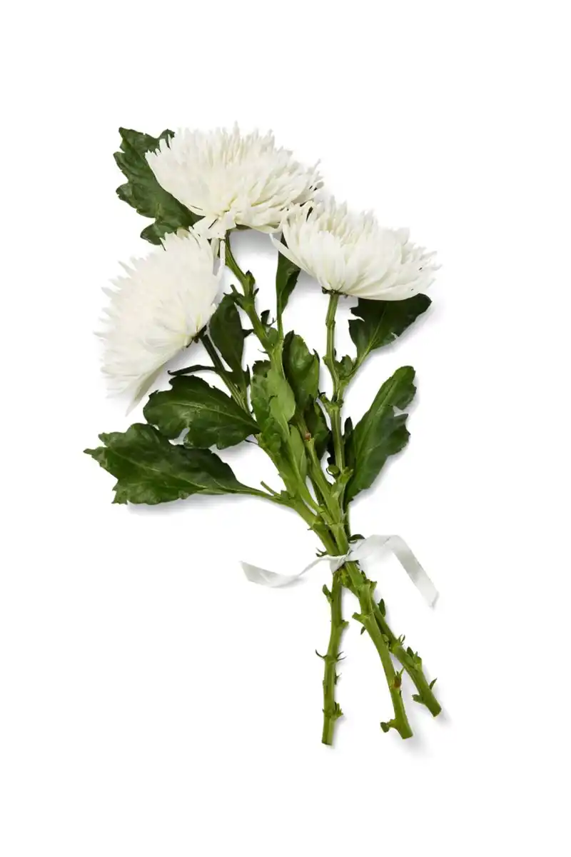 Bild 2 von Chrysanthemen Mono, gefärbt, Mix im Bund oder Chrysanthemen Anastasia, Bund