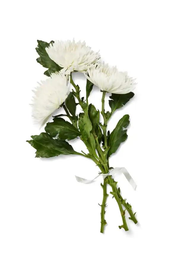 Bild 2 von Chrysanthemen Mono, gefärbt, Mix im Bund oder Chrysanthemen Anastasia, Bund