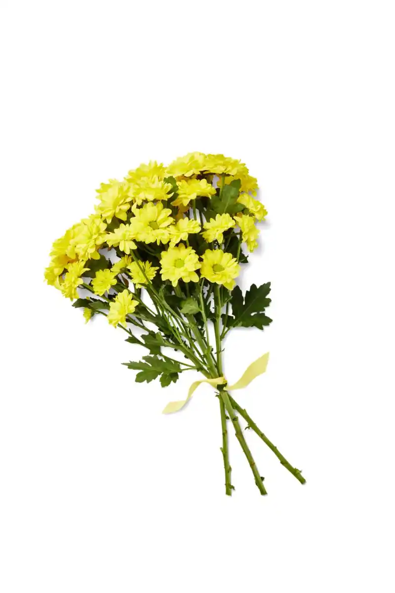 Bild 1 von Chrysanthemen Mono, gefärbt, Mix im Bund oder Chrysanthemen Anastasia, Bund