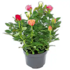 Rosen Quattro