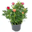 Bild 1 von Rosen Quattro