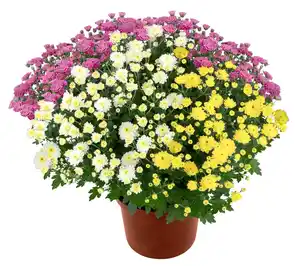 Chrysanthemen