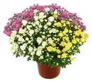 Bild 1 von Chrysanthemen