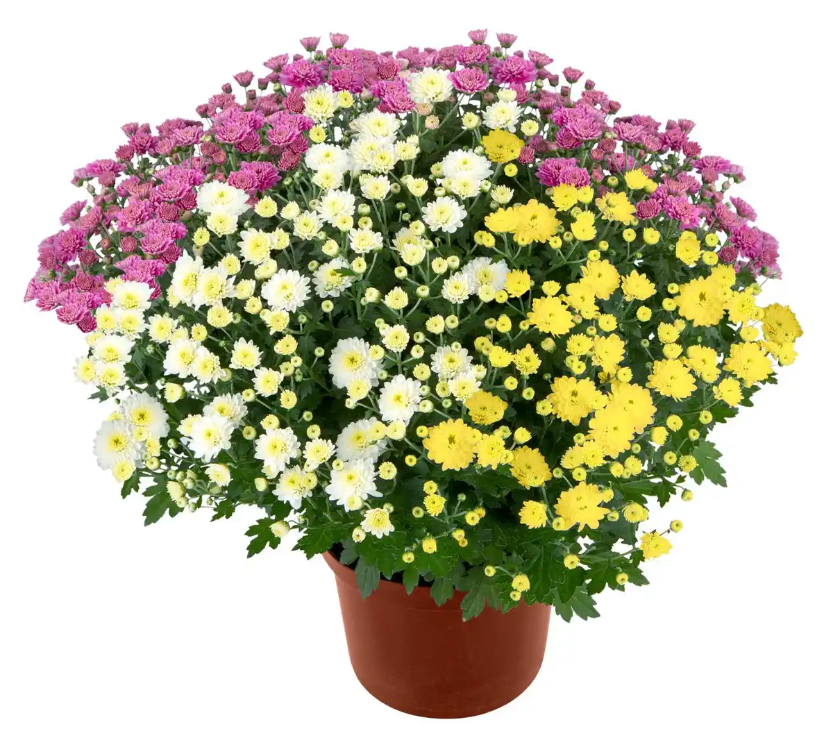 Bild 1 von Chrysanthemen