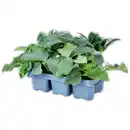 Bild 1 von Finest Garden Christrosen Sondersorten