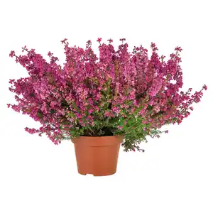 Erica gracilis