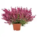 Bild 1 von Erica gracilis