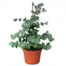 Bild 1 von Echter Eukalyptus "Gunnii"