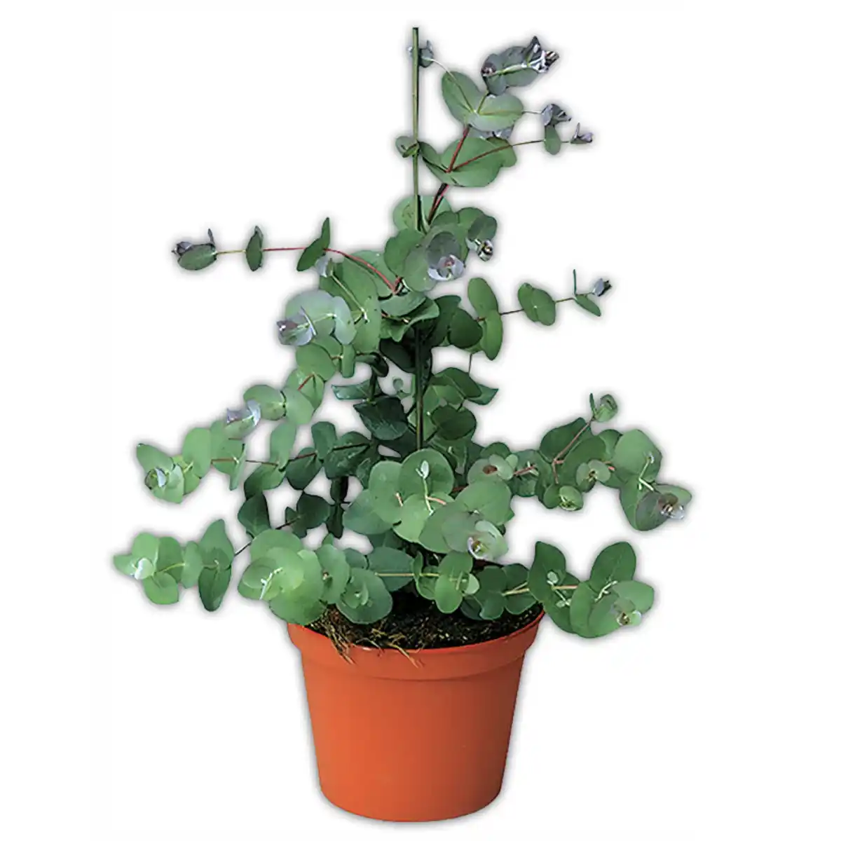 Bild 1 von Echter Eukalyptus "Gunnii"