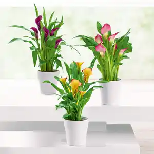 Calla "Zantedeschia"