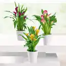 Bild 1 von Calla "Zantedeschia"