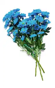 Chrysanthemen Mono, gefärbt, Mix im Bund oder Chrysanthemen Anastasia, Bund