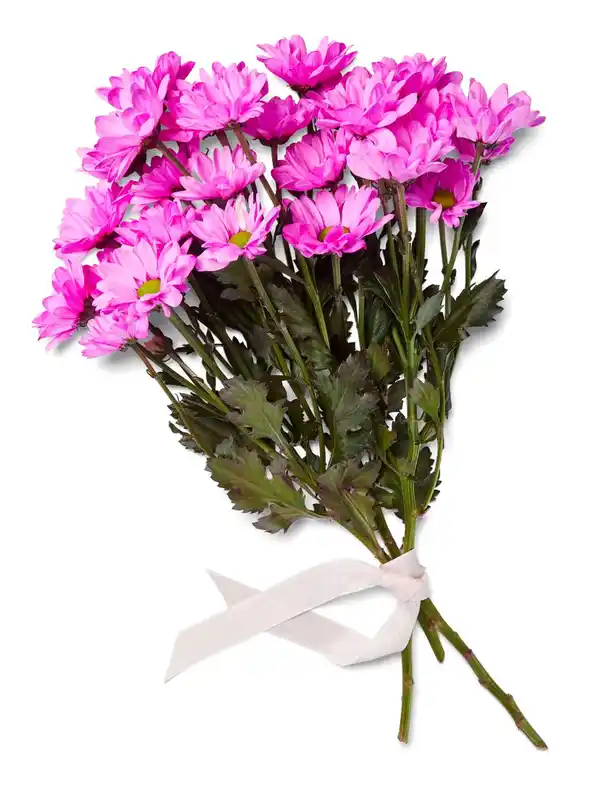 Bild 2 von Chrysanthemen Mono, gefärbt, Mix im Bund oder Chrysanthemen Anastasia, Bund