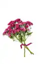 Bild 2 von Chrysanthemen Mono, gefärbt, Mix im Bund oder Chrysanthemen Anastasia, Bund