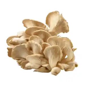 Austernpilze