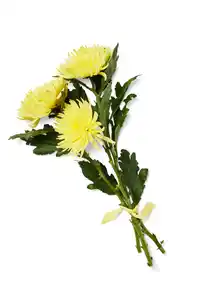 Chrysanthemen Mono, gefärbt, Mix im Bund oder Chrysanthemen Anastasia, Bund