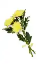Bild 1 von Chrysanthemen Mono, gefärbt, Mix im Bund oder Chrysanthemen Anastasia, Bund