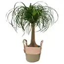 Bild 1 von GARDENLINE Beaucarnea Korb 22 cm