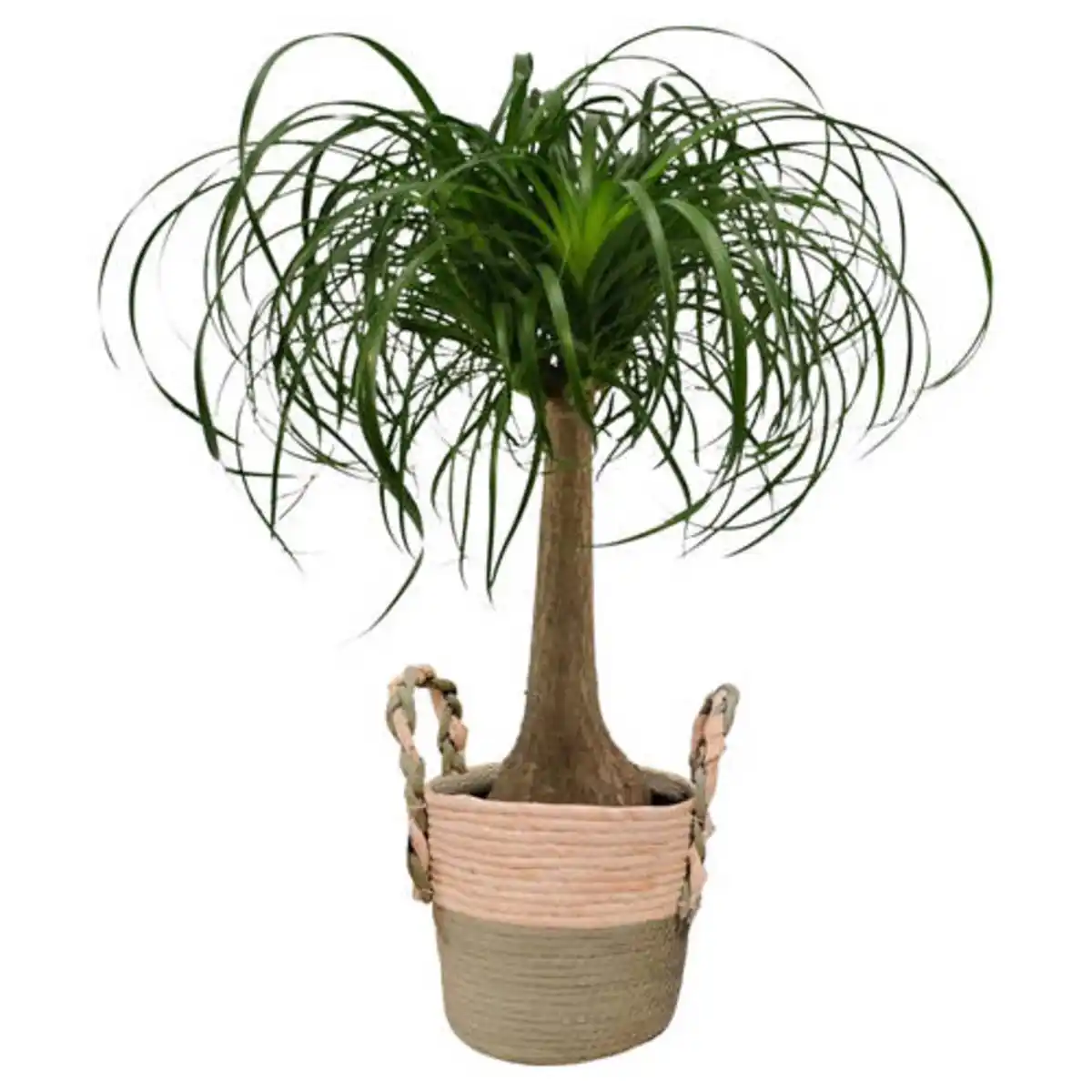 Bild 1 von GARDENLINE Beaucarnea Korb 22 cm