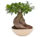 Bild 1 von Ginseng-Bonsai*