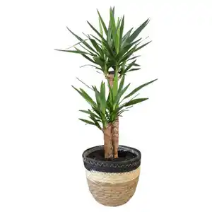 GARDENLINE Grünpflanzen, Yucca