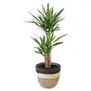 Bild 1 von GARDENLINE Grünpflanzen, Yucca