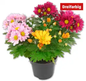 Chrysanthemen-Trio*