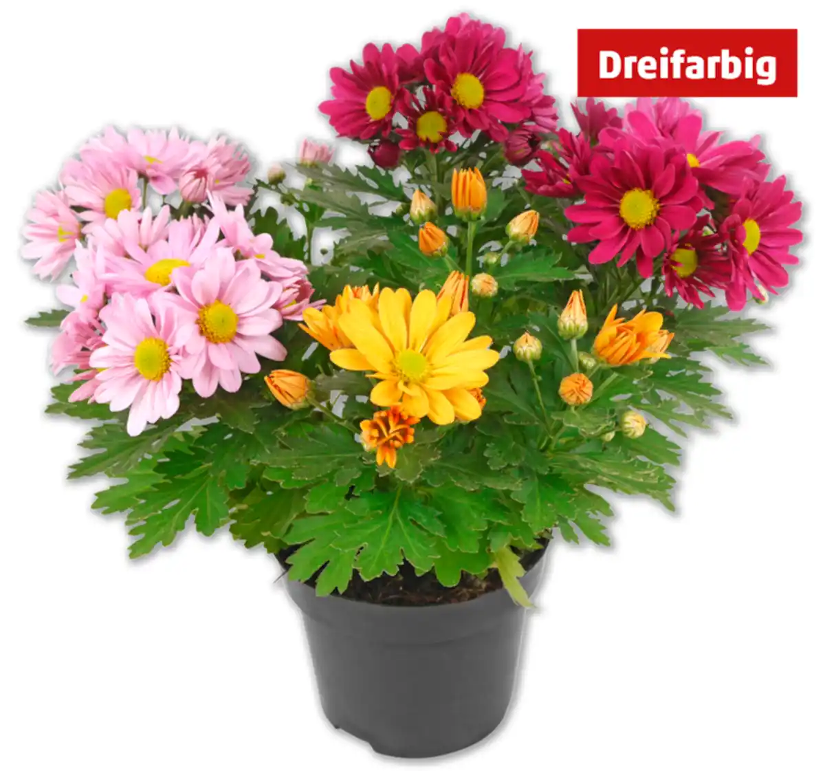 Bild 1 von Chrysanthemen-Trio*