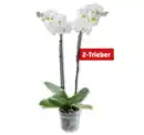 Bild 1 von Schmetterlingsorchidee*