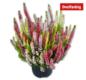 Besenheide Starlight Trio*