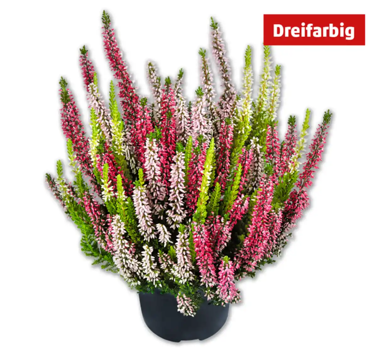 Bild 1 von Besenheide Starlight Trio*