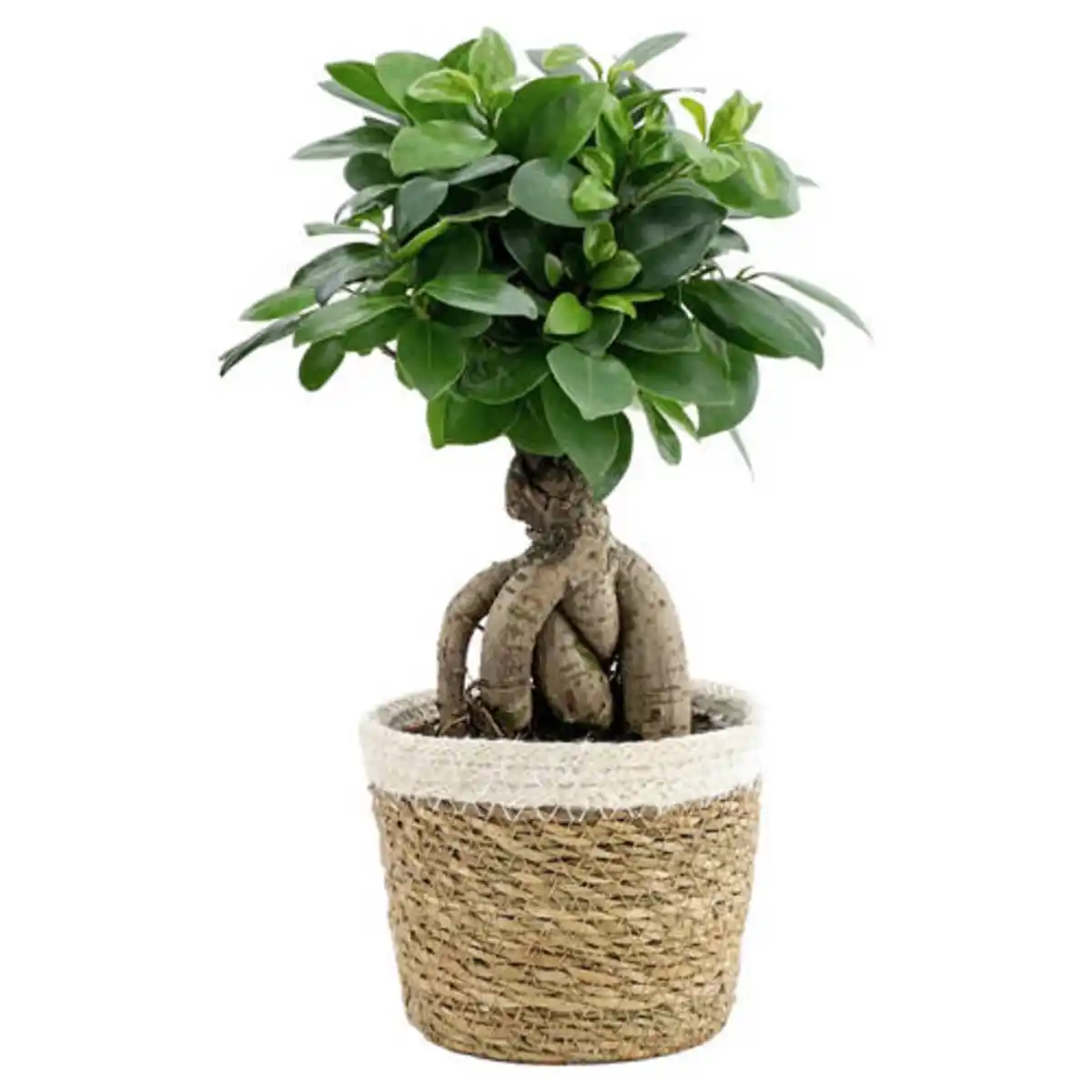 Bild 1 von GARDENLINE Grünpflanzen im Korb, Ginseng