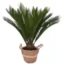 Bild 1 von Gardenline Cycas Korb 22 cm