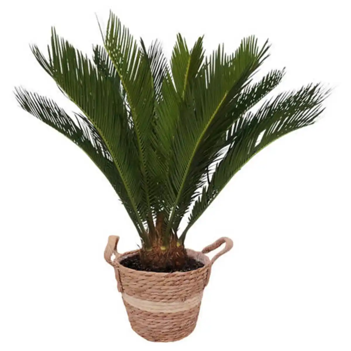 Bild 1 von Gardenline Cycas Korb 22 cm
