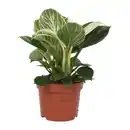 Bild 3 von GARDENLINE Premium-Grünpflanze