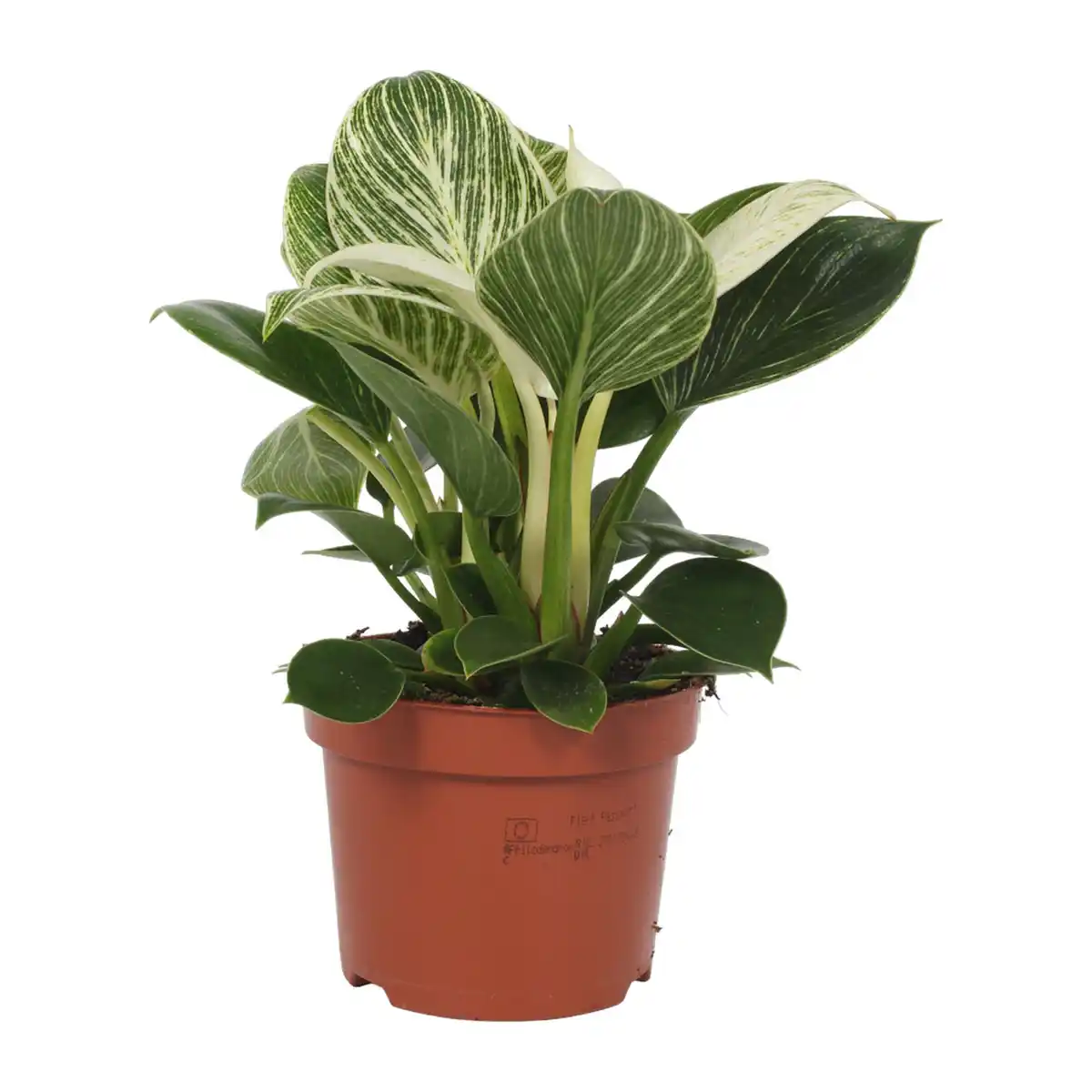 Bild 3 von GARDENLINE Premium-Grünpflanze