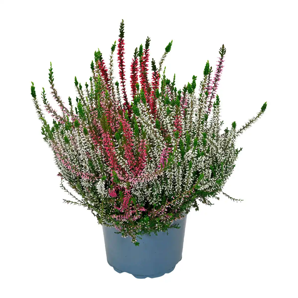 Bild 2 von GARDENLINE Callunenbusch bunt
