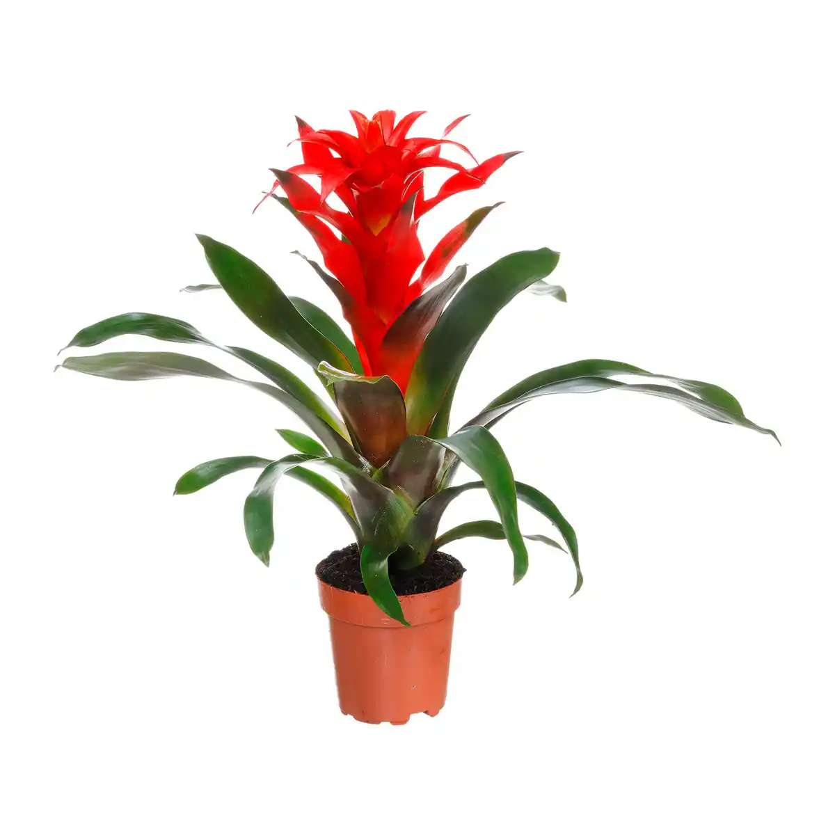 Bild 4 von GARDENLINE Guzmanie / Vriesea