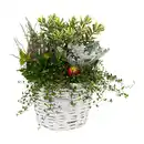 Bild 3 von GARDENLINE Bepflanztes Holzgefäß