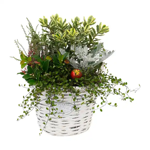 Bild 3 von GARDENLINE Bepflanztes Holzgefäß