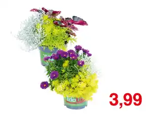 Herbstpflanzen-Trio