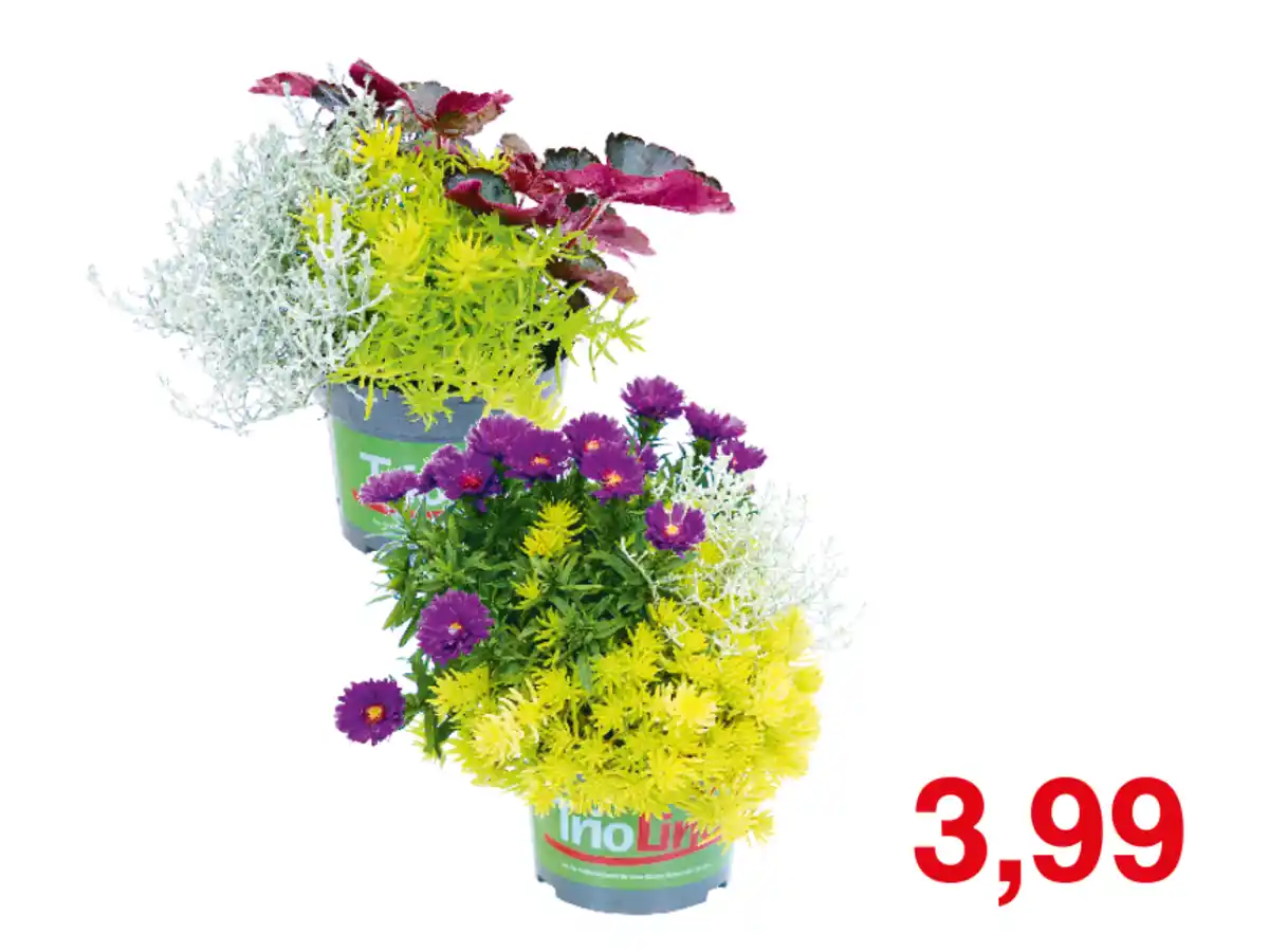 Bild 1 von Herbstpflanzen-Trio