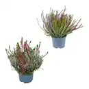 Bild 1 von GARDENLINE Callunenbusch bunt