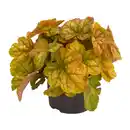 Bild 2 von GARDENLINE Heuchera