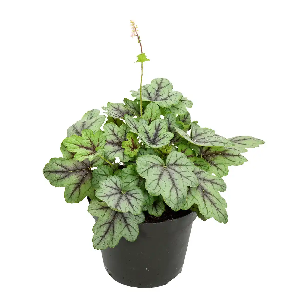 Bild 3 von GARDENLINE Heuchera